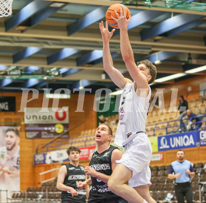 Basketball Zweite Liga 2024/25, Grunddurchgang 22.Runde Upper Austrian Ballers vs. Güssing Blackbirds


