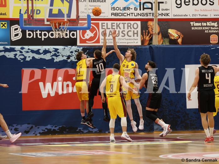 Basketball Zweite Liga 2024/25, Grunddurchgang 22.Runde Traiskirchen Lions NextGen vs. Mistelmach Mustangs


