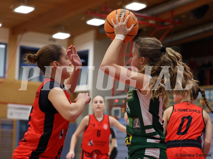 Basketball Superliga 2024/25, SLWU14 Traiskirchen Lionesses vs. UBI Graz


