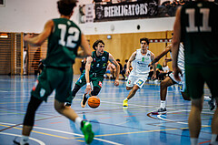 Basketball, Basketball Zweite Liga 2024/25, Grunddurchgang 7.Runde, UDW Alligators, Dornbirn Lions, Pauls Miglinieks (2)