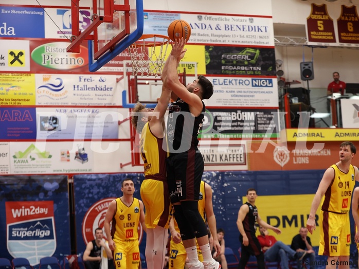 Basketball Zweite Liga 2024/25, Grunddurchgang 22.Runde Traiskirchen Lions NextGen vs. Mistelmach Mustangs


