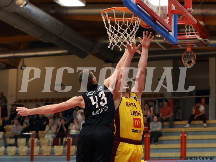 Basketball Zweite Liga 2024/25, Grunddurchgang 22.Runde Traiskirchen Lions NextGen vs. Mistelmach Mustangs


