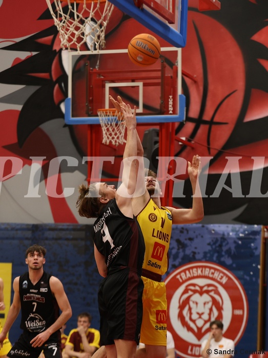 Basketball Zweite Liga 2024/25, Grunddurchgang 22.Runde Traiskirchen Lions NextGen vs. Mistelmach Mustangs


