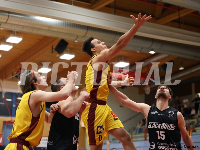 Basketball Zweite Liga 2024/25, Grunddurchgang 11.Runde Traiskirchen Lions NextGen vs. Güssing Blackbirds


